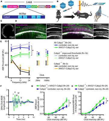 Cabp2-Gene Therapy Restores Inner Hair Cell Calcium Currents and Improves Hearing in a DFNB93 Mouse Model